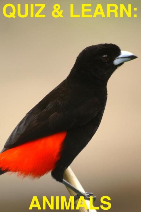 Quiz & Learn: Animals